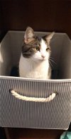 adoptable Cat in cincinnati, OH named zz "Pusheen" courtesy listing