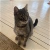 adoptable Cat in cincinnati, OH named zz "Two-By" courtesy listing