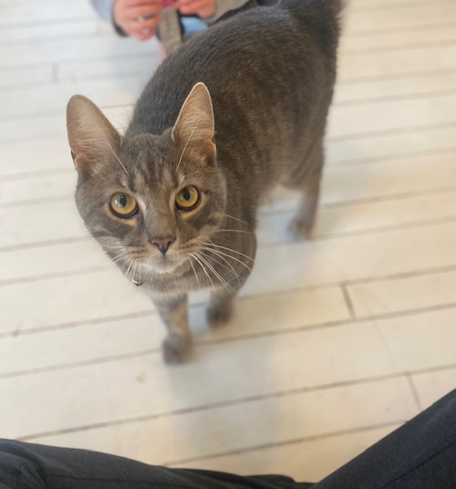 ZZ "TWO-BY" COURTESY LISTING - Tabby available for adoption