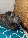adoptable Cat in  named zz "Stimpy" courtesy listing