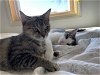 adoptable Cat in cincinnati, OH named zz "(Mama Bear) and Honey" courtesy listing