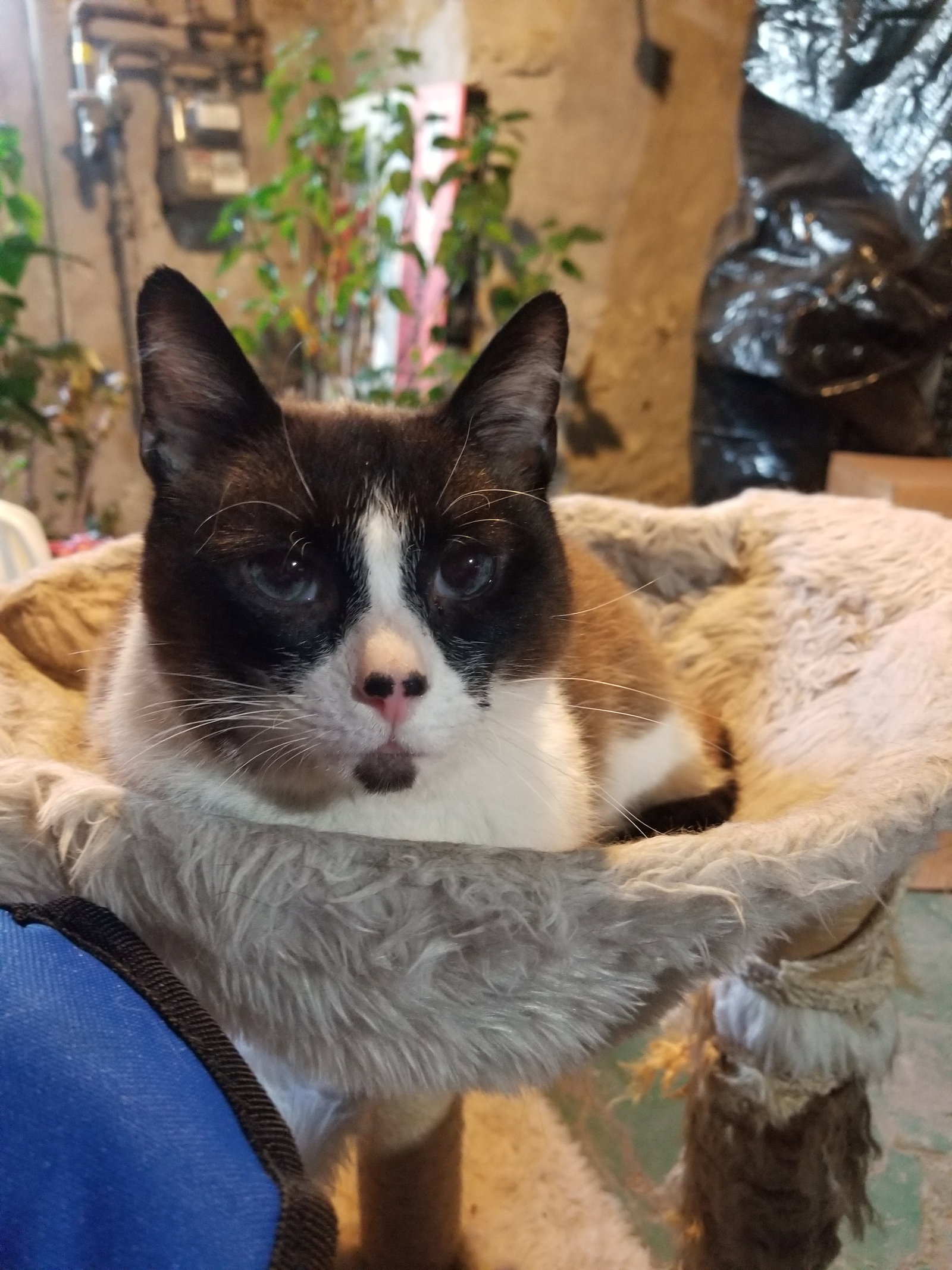 Cats for Adoption in Oakwood, Ohio Alpha Paw