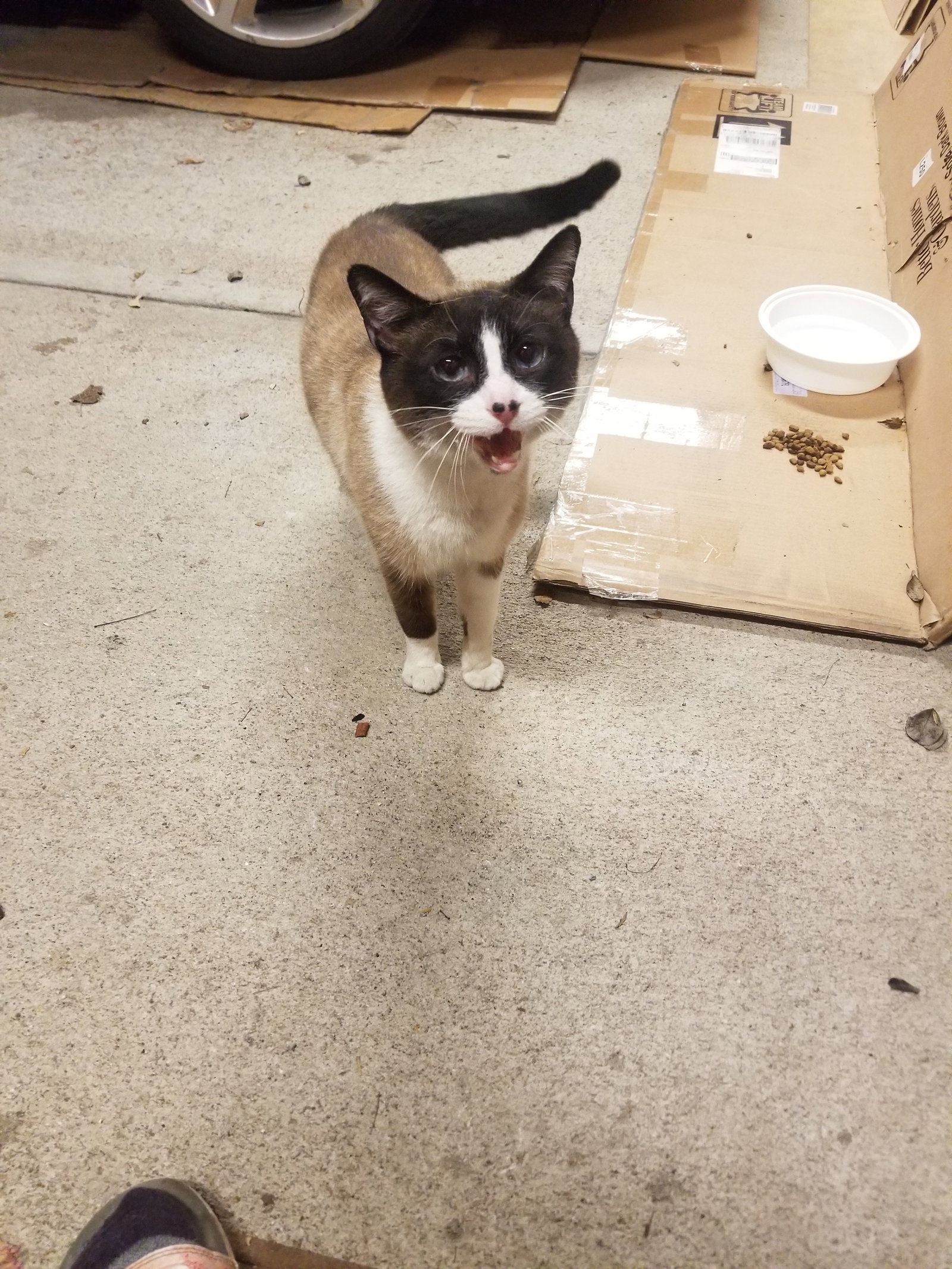 Cats for Adoption in Oakwood, Ohio Alpha Paw