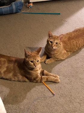 ZZ "LUKE AND LEIA" COURTESY LISTING - Domestic Short Hair / Tabby available for adoption