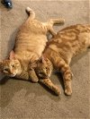 adoptable Cat in cincinnat, OH named zz "Luke and Leia" courtesy listing
