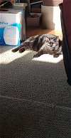 adoptable Cat in cincinnat, OH named zz "Riddick" courtesy listing