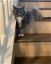 adoptable Cat in cincinnati, OH named zz "JoJo" courtesy listing