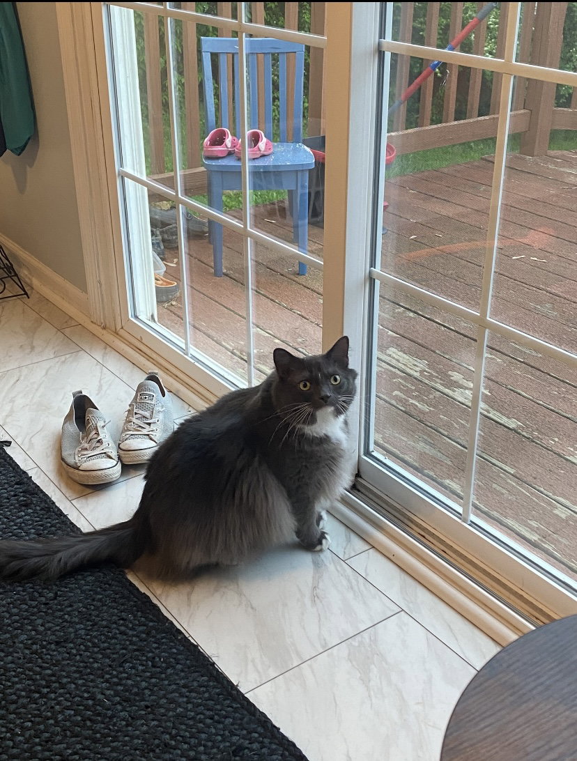 Cats for Adoption in Butler County, Ohio Alpha Paw