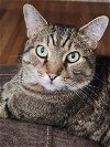 adoptable Cat in cincinnat, OH named zz "Gizmo" courtesy listing