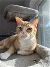 adoptable Cat in cincinnati, OH named Georgie
