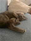 adoptable Cat in cincinnati, OH named zz "Juno" courtesy listing