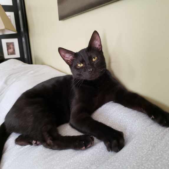 adoptable Cat in Cincinnati, OH named Fig