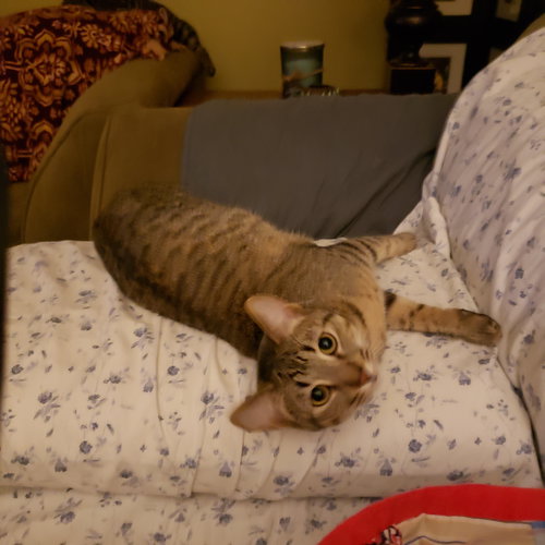 CAS - Domestic Short Hair available for adoption