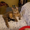 Cas - Photo 2