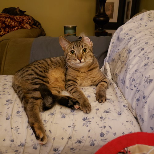 CAS - Domestic Short Hair available for adoption