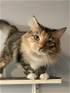adoptable Cat in cincinnat, OH named Cherish