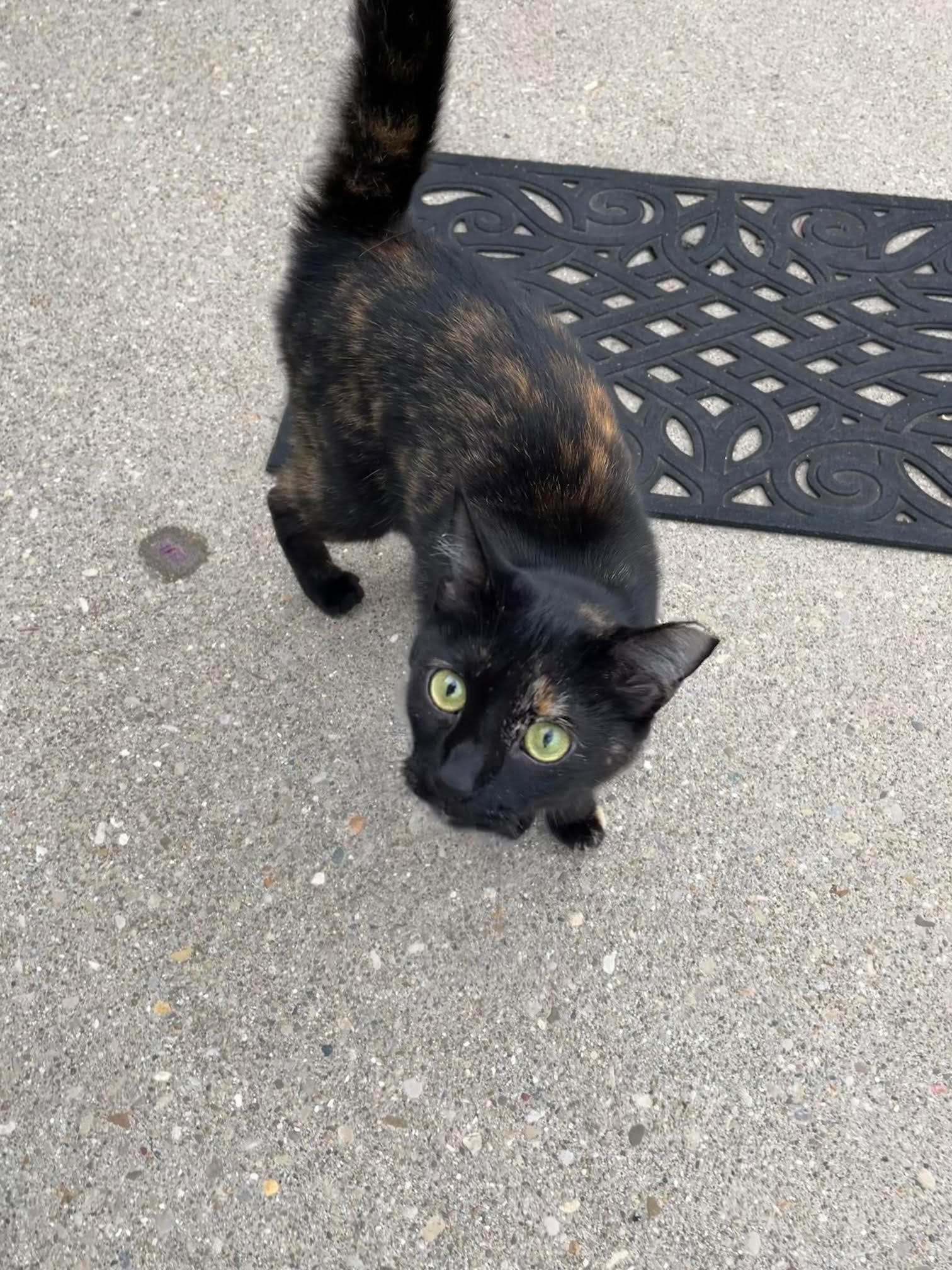 adoptable Cat in Cincinnati, OH named zz 