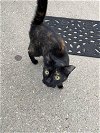 adoptable Cat in cincinnat, OH named zz "Stella" courtesy listing