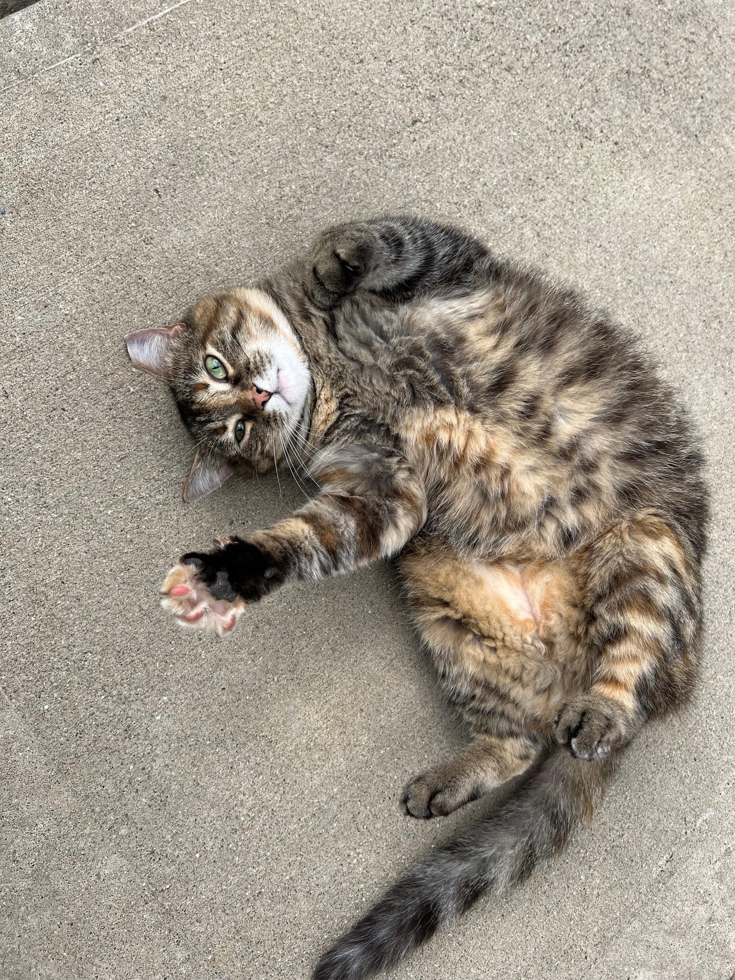 adoptable Cat in Cincinnati, OH named zz 