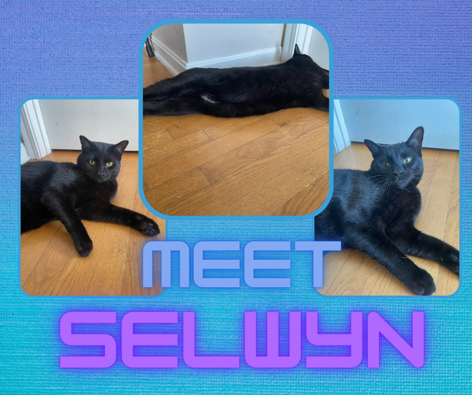 adoptable Cat in Cincinnati, OH named Selwyn