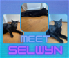 adoptable Cat in cincinnat, OH named Selwyn