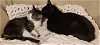 adoptable Cat in cincinnat, OH named zz "Tiki" courtesy listing
