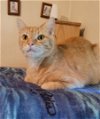 adoptable Cat in cincinnati, OH named zz "Buddy" courtesy listing