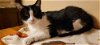 adoptable Cat in cincinnat, OH named zz "Boy" courtesy listing
