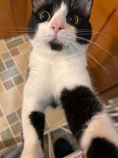 ZZ "MORTY" COURTESY LISTING - Domestic Short Hair available for adoption