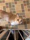 adoptable Cat in cincinnati, OH named zz "Ajax" courtesy listing