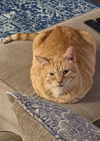 adoptable Cat in Cincinnati, OH named zz "Seamus" courtesy listing