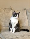 adoptable Cat in cincinnat, OH named zz "Mittens" courtesy listing