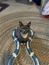 adoptable Cat in cincinnat, OH named Mika Pika Choo