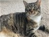 adoptable Cat in cincinnati, OH named zz "Mitzie" courtesy listing