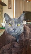 adoptable Cat in cincinnat, OH named zz "Purrdy" courtesy listing