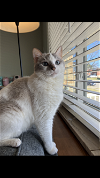adoptable Cat in cincinnati, OH named zz "Sprinkle" courtesy listing