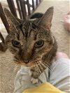 adoptable Cat in cincinnati, OH named zz "Agatha" courtesy listing