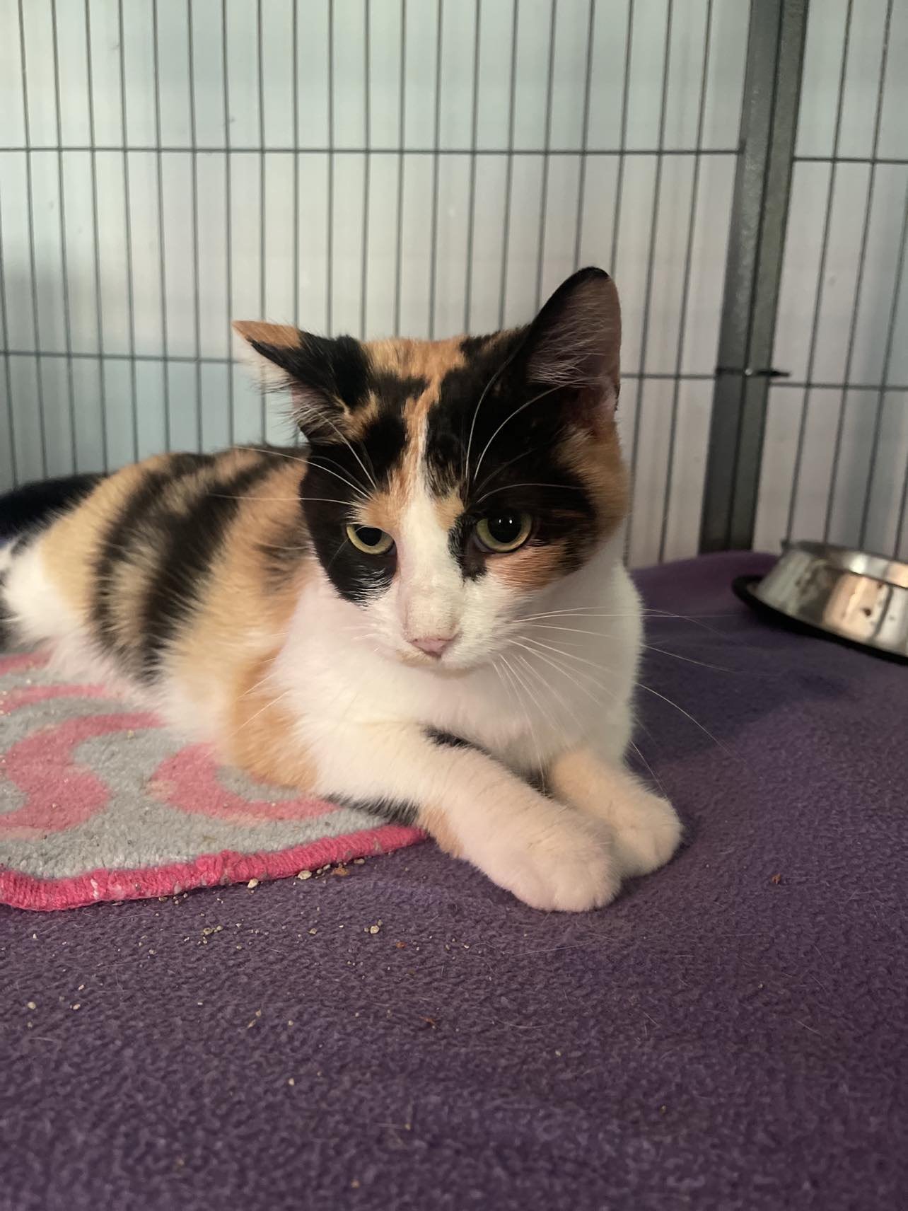 adoptable Cat in Cincinnati, OH named Pumpkin
