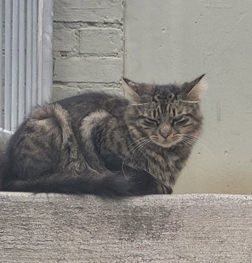 ZZ "PRECIOUS" COURTESY LISTING - Tabby available for adoption