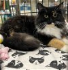 adoptable Cat in cincinnat, OH named Dixie Chick