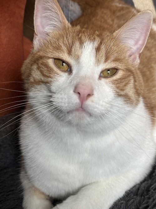 Chestnut, an adoptable Domestic Short Hair in Cincinnati, OH
