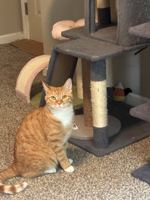 Gingerbread, an adoptable Domestic Short Hair in Cincinnati, OH