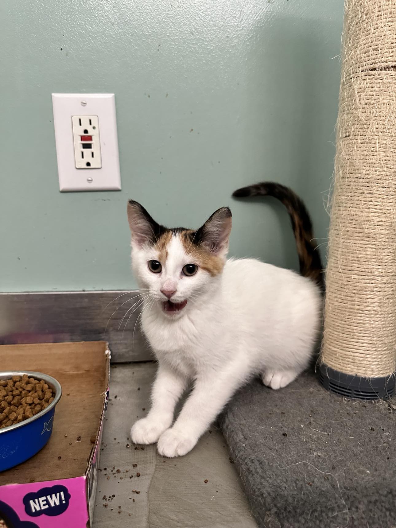 Cats for Adoption in Goshen, Ohio Alpha Paw