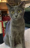 adoptable Cat in cincinnat, OH named Grayce