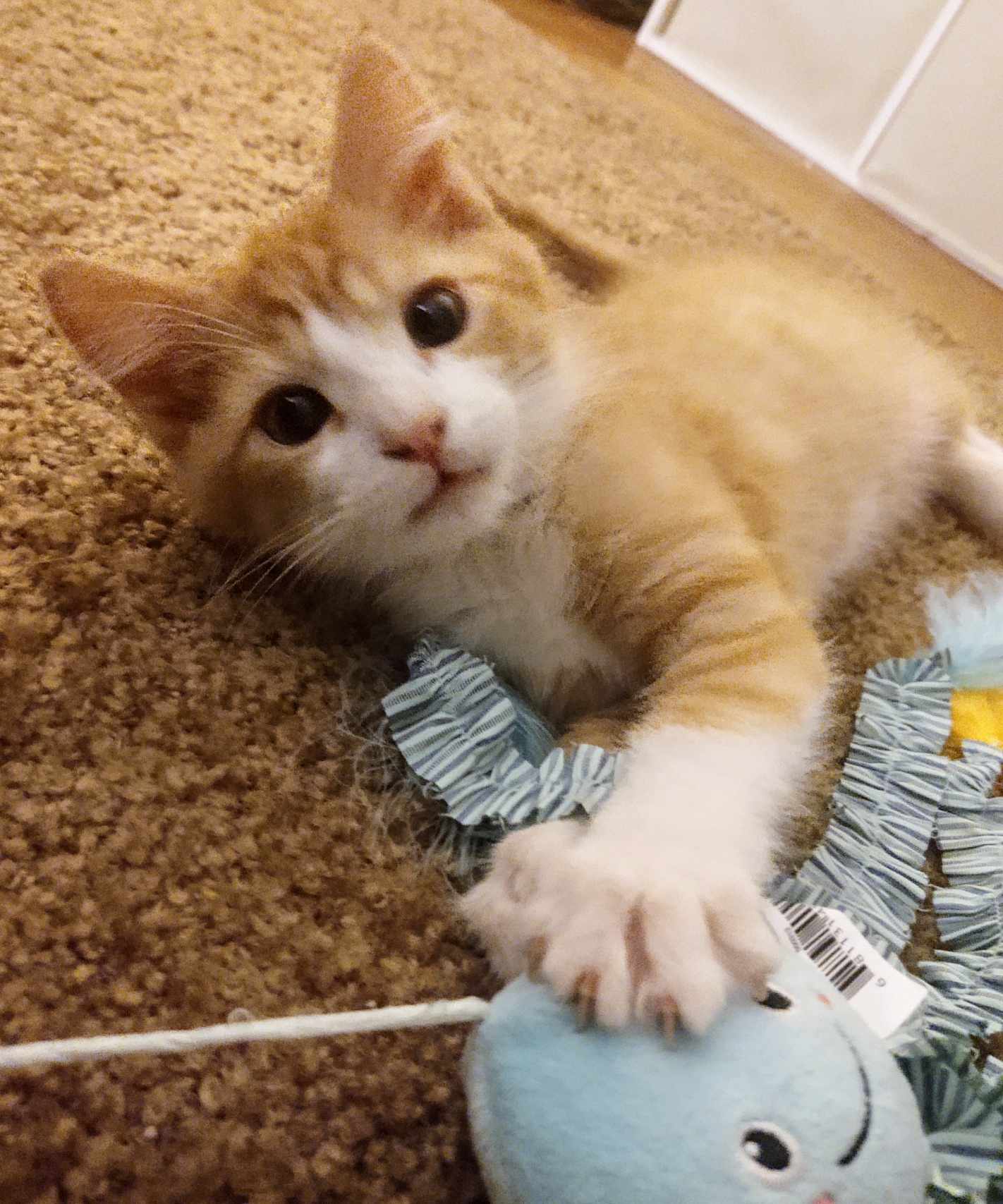 Cats for Adoption in Fort Thomas, Kentucky Alpha Paw