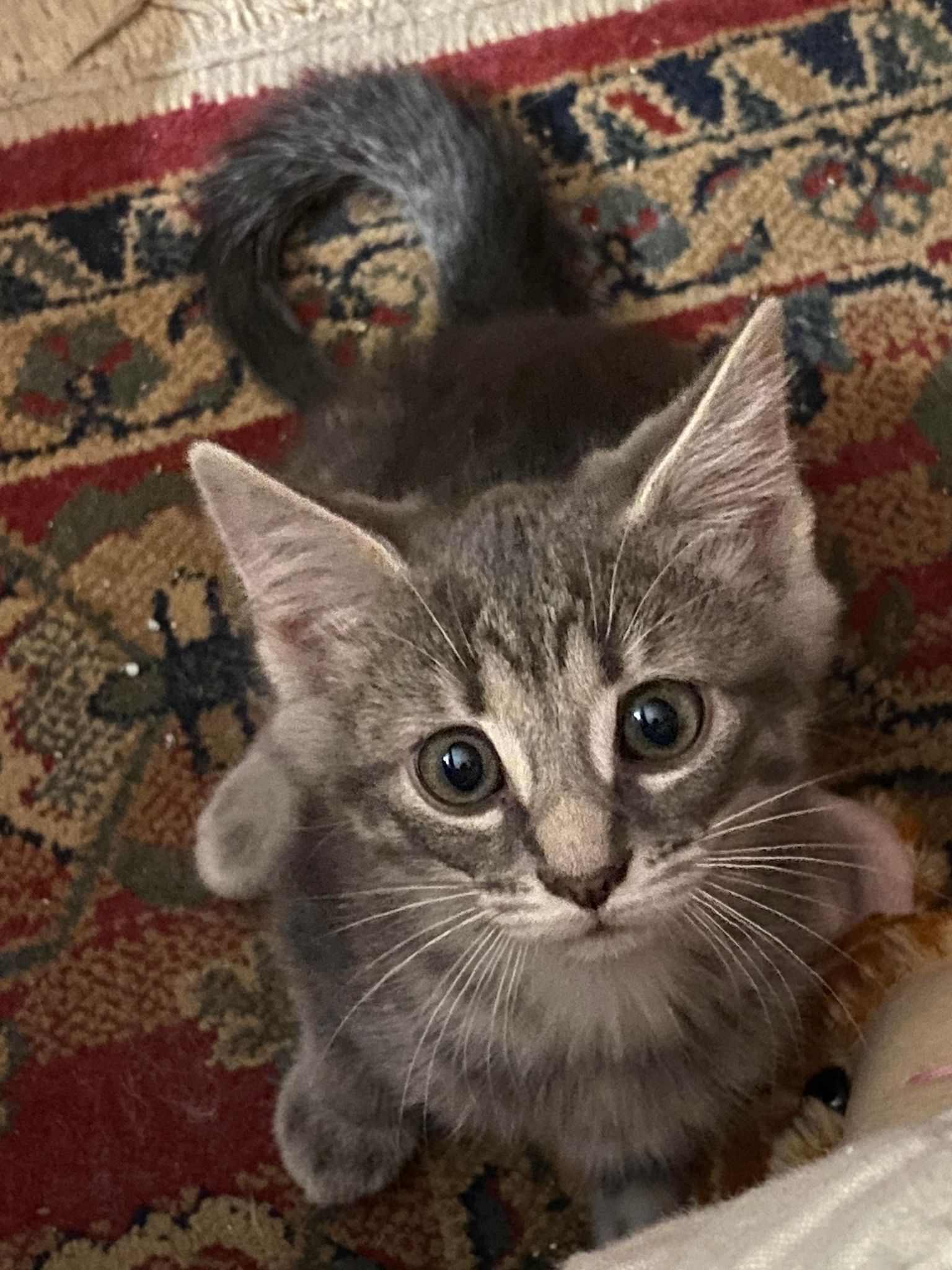 Cats for Adoption in Fort Thomas, Kentucky Alpha Paw