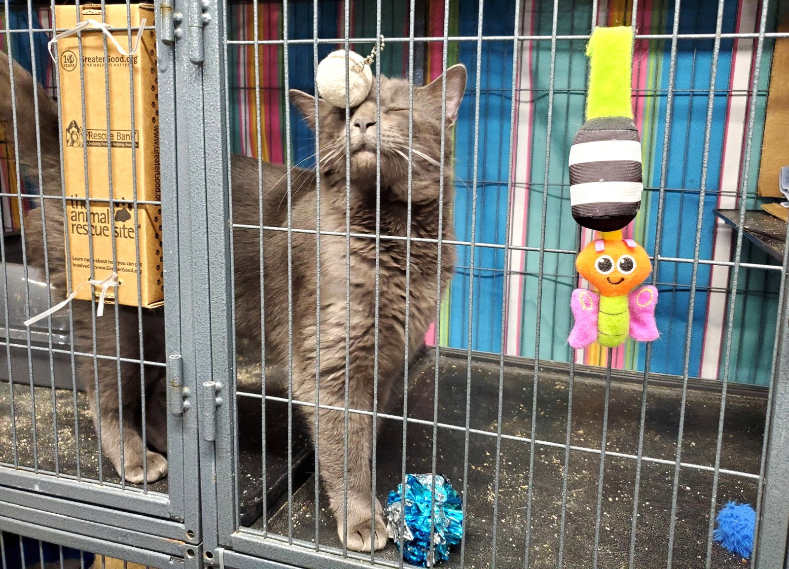 Cats for Adoption in Erlanger, Kentucky Alpha Paw