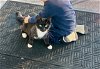 adoptable Cat in cincinnat, OH named zz "Sylvester" courtesy listing