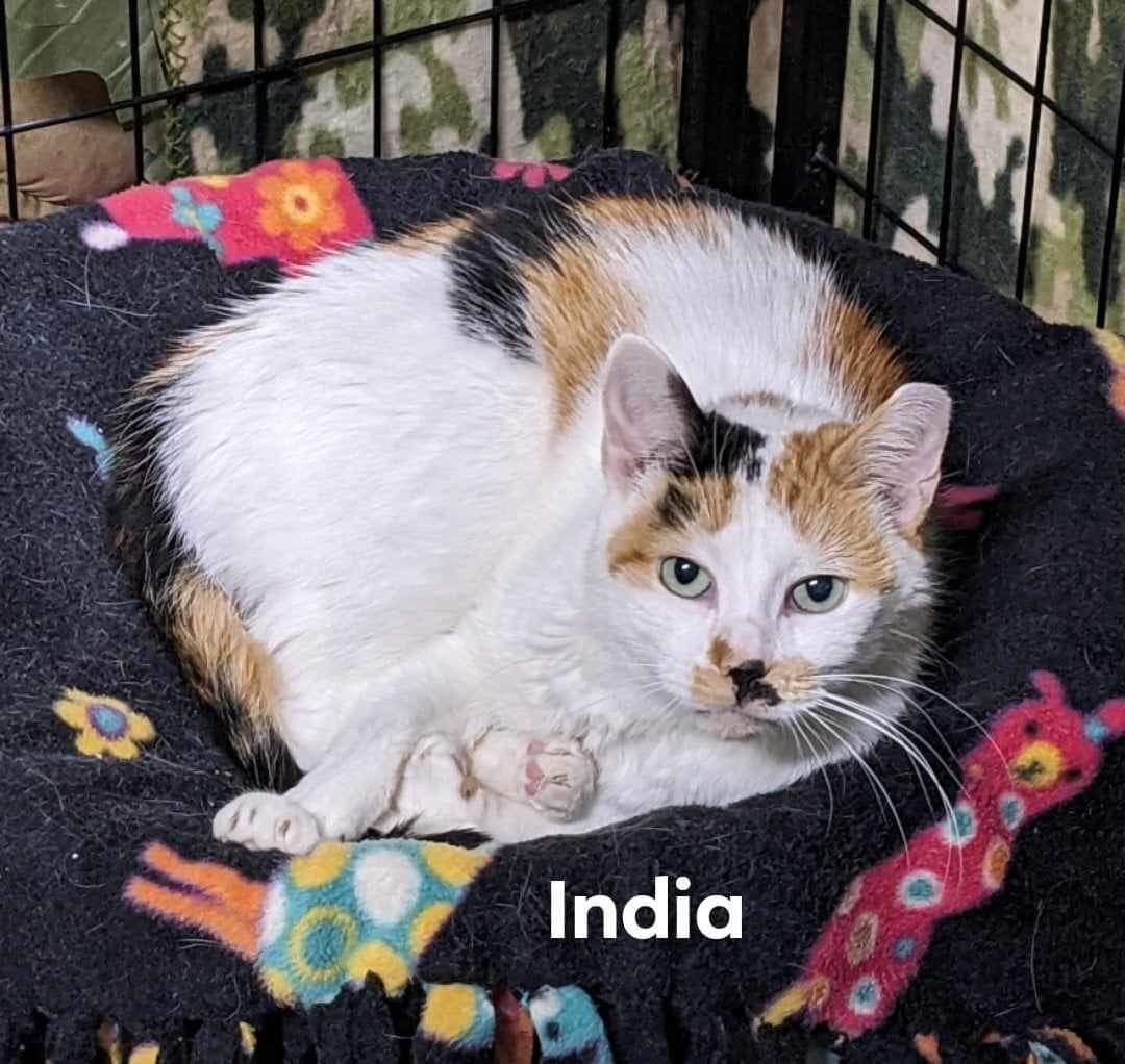 adoptable Cat in Cincinnati, OH named India