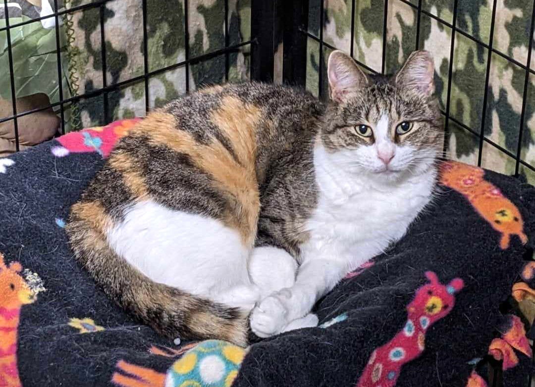 adoptable Cat in Cincinnati, OH named Topaz